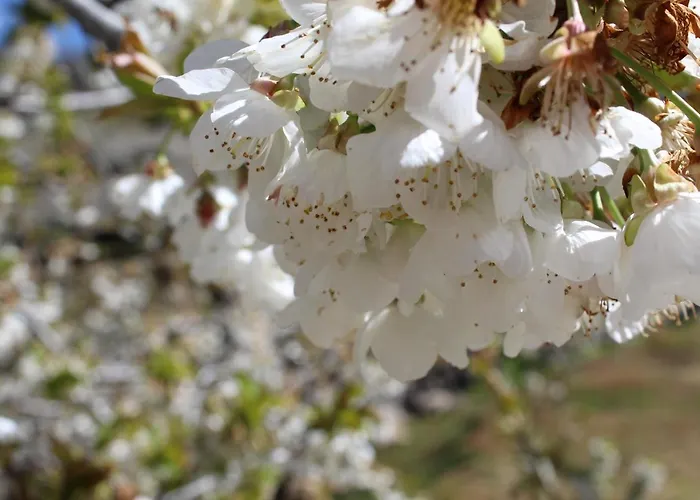 La Escondida * Tornavacas